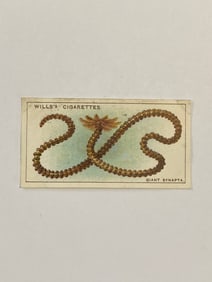 1928 Will's Cigarettes Card Wonders of The Sea Giant Synapta