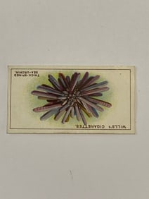 1928 Will's Cigarettes Card Wonders of The Sea Thick Spined Sea Urchin