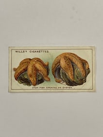 1928 Will's Cigarettes Card Wonders of The Sea Star Fish Opening an Oyster