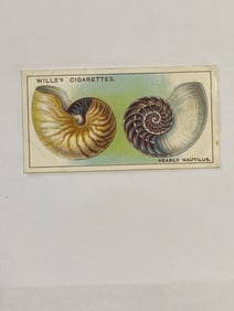 1928 Will's Cigarettes Card Wonders of The Sea Pearly Nautilus