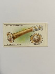 1928 Will's Cigarettes Card Wonders of The Sea Watering Pot Shell