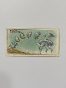 1928 Will's Cigarettes Card Wonders of The Sea Jelly Fish -2