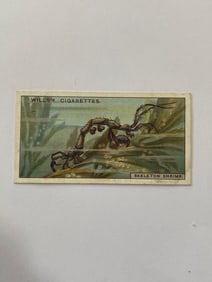 1928 Will's Cigarettes Card Wonders of The Sea Skeleton Shrimp