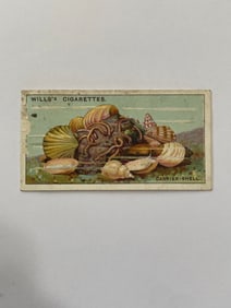 1928 Will's Cigarettes Card Wonders of The Sea Carrier Shell