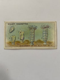1929 Will's Cigarettes Card  Wonders of The Sea Jelly Fish 1