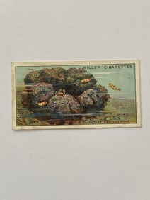 1929 Will's Cigarettes Card  Wonders of The Sea Giant Sea Anemone