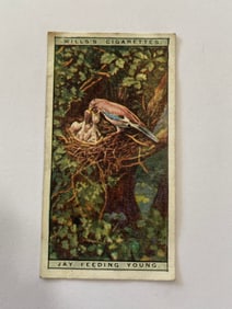 1925 Will's Cigarettes Card Lffe in The Treetops Jay Feeding Young