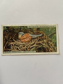 1925 Will's Cigarettes Card Lffe in The Treetops Male Kestrel Brooding