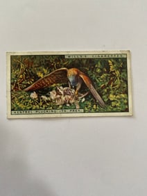 1925 Will's Cigarettes Card Lffe in The Treetops Kestrel Plucking its Prey