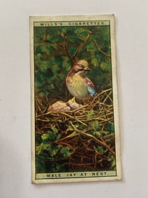 1925 Will's Cigarettes Card Lffe in The Treetops Male Jay at The Nest