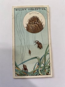 1928 Will's Cigarettes Carads Do You Know What Gossamer Is