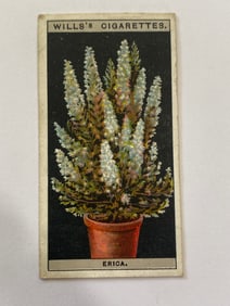 1925 Will's Cigarettes Flower Culture in Pots Erica