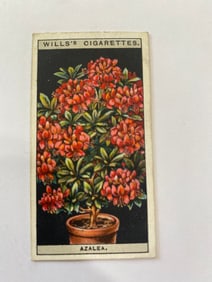1925 Will's Cigarettes Flower Culture in Pots Indian Azalea