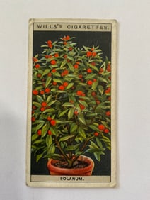1925 Will's Cigarettes Flower Culture in Pots Solanum