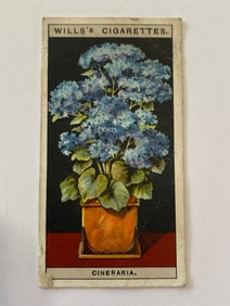 1925 Will's Cigarettes Flower Culture in Pots Star Cineraria