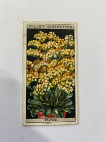 1925 Will's Cigarettes Flower Culture in Pots Statice
