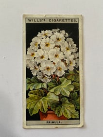 1925 Will's Cigarettes Flower Culture in Pots Primula