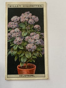 1925 Will's Cigarettes Flower Culture in Pots Cherry Pie