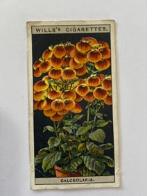1925 Will's Cigarettes Flower Culture in Pots Herbaceous Calceolaria