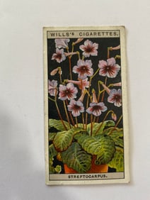 1925 Will's Cigarettes Flower Culture in Pots Streptocarpus