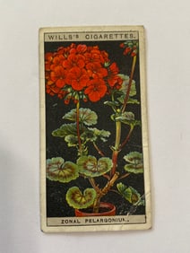 1925 Will's Cigarettes Flower Culture in Pots Zonal Pelargonium