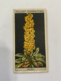 1925 Will's Cigarettes Flower Culture in Pots Celsia
