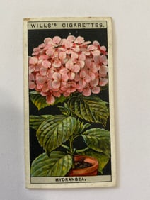 1925 Will's Cigarettes Flower Culture in Pots Hydrangea