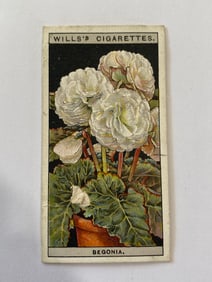 1925 Will's Cigarettes Flower Culture in Pots Double Rooted Begonia