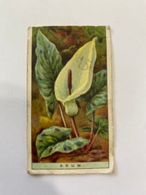 1925 Will's Cigarettes Flower Culture in Pots Arum