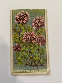 1925 Will's Cigarettes Flower Culture in Pots Wild Thyme