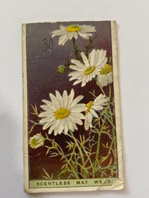1925 Will's Cigarettes Flower Culture in Pots Scentless May Weed