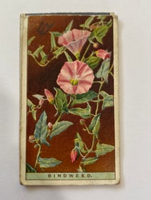 1925 Will's Cigarettes Flower Culture in Pots Bindweed