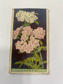 1925 Will's Cigarettes Flower Culture in Pots Yarrow