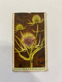 1925 Will's Cigarettes Flower Culture in Pots Teasel