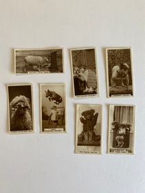 1929 Lambert & Butler Tobacco Card Rhodesian Searies (7)