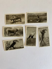 1929 Lambert & Butler Tobacco Card Rhodesian Searies (6)