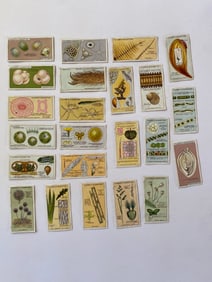 1920' John Player and Sons Hidden Beauties Tobacco Cards (23)