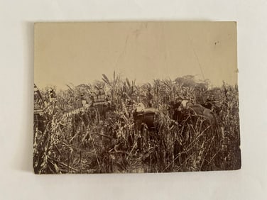 Antique's Brown Brothers Elephant Cambodia Tiger Hunting Photograph
