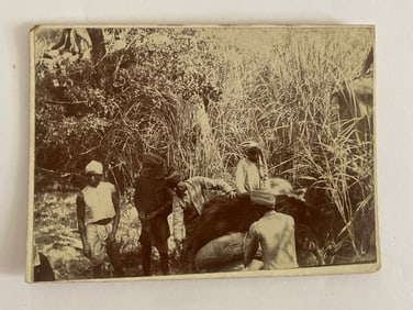 Antique's Brown Brothers Elephant Cambodia Tiger Hunting Photograph