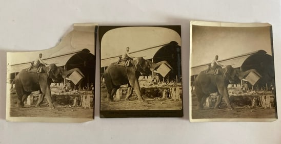 !910's Brown Brothers Burma Elephant Photos (3)