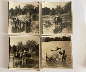 Antique's Brown Brothers Burmese Elephants Bathing Photos (4)