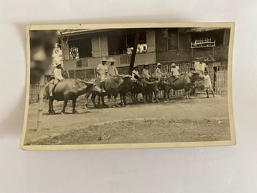 Brown Brothers Philipino Cattle Race Photo