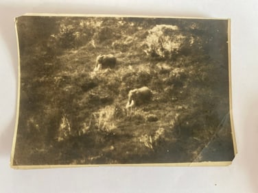 Brown Brothers Early 20th Century Elephant Photo