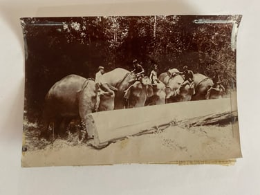 Early 20th Century Brown Brothers Bancock Elephant Photo