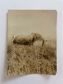 Early 20th Century Brown Brothers African Elephant Photo