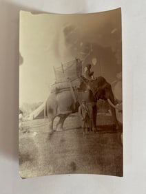 The Maharaja's Elephant Brown Brothers Photo