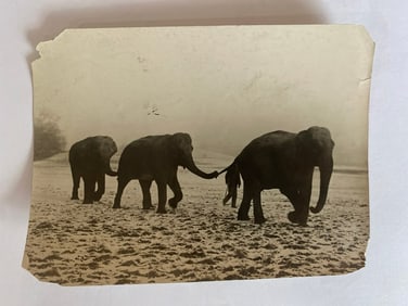 Antique Brown Brothers Elephant Photo
