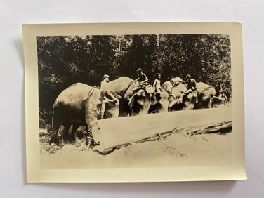 Antique Brown Brothers Elephants Moving Wood  Photo