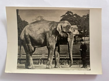 Antique Brown Brothers Elephant Photo