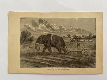 Antique Brown Brothers Elephant Etching
